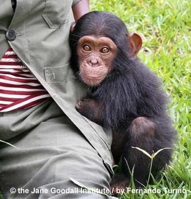 MOBILITZA’T PER LA SELVA